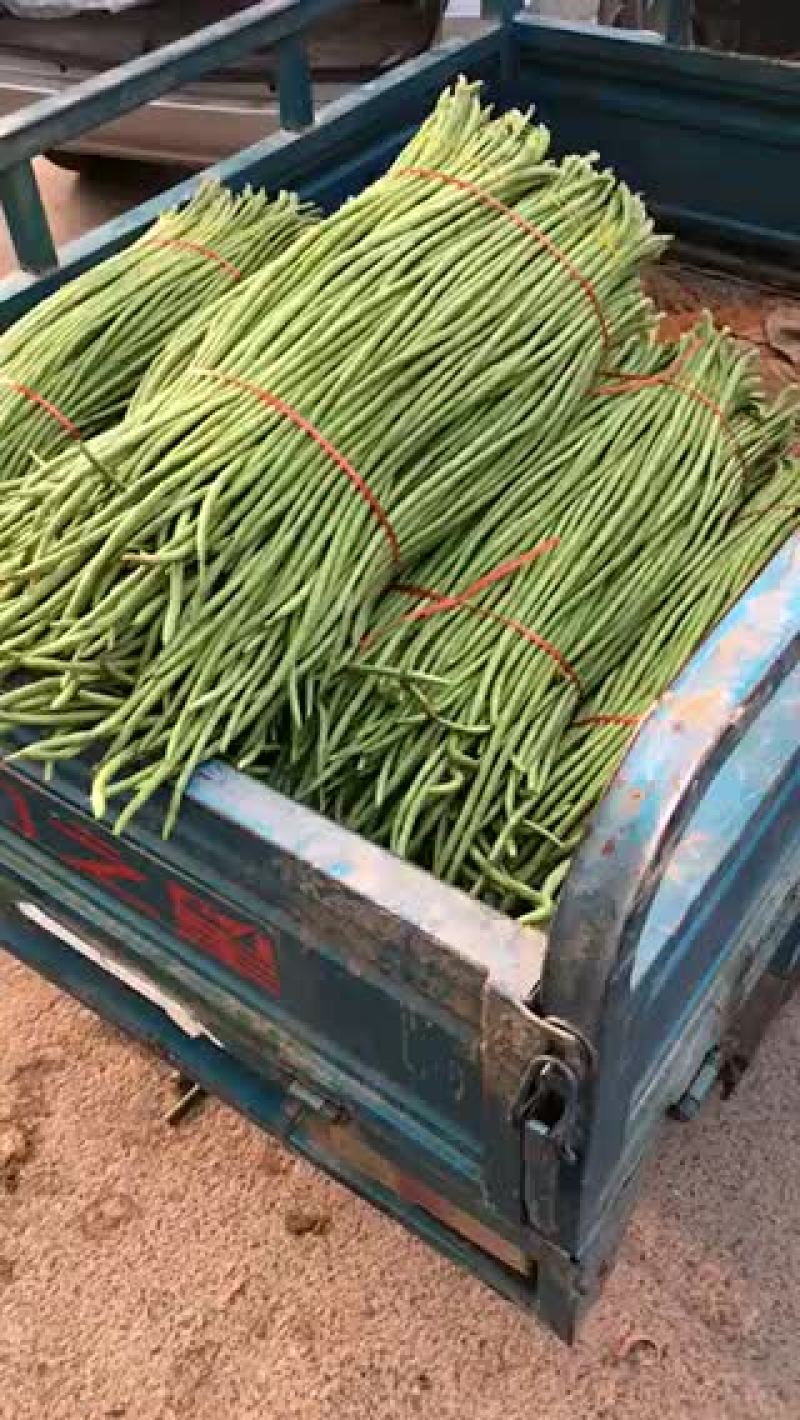 长豆角，品质好，货源充足，全国代发，需要的联系