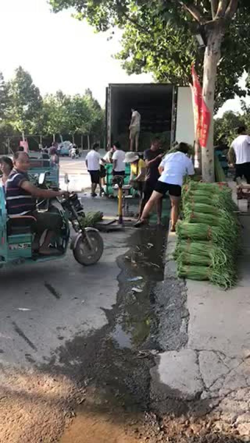 长豆角，品质好，货源充足，全国代发，需要的联系