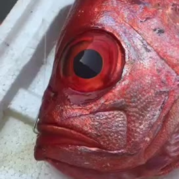 大量供应各种钓口深海鱼海鱼日料刺身食材