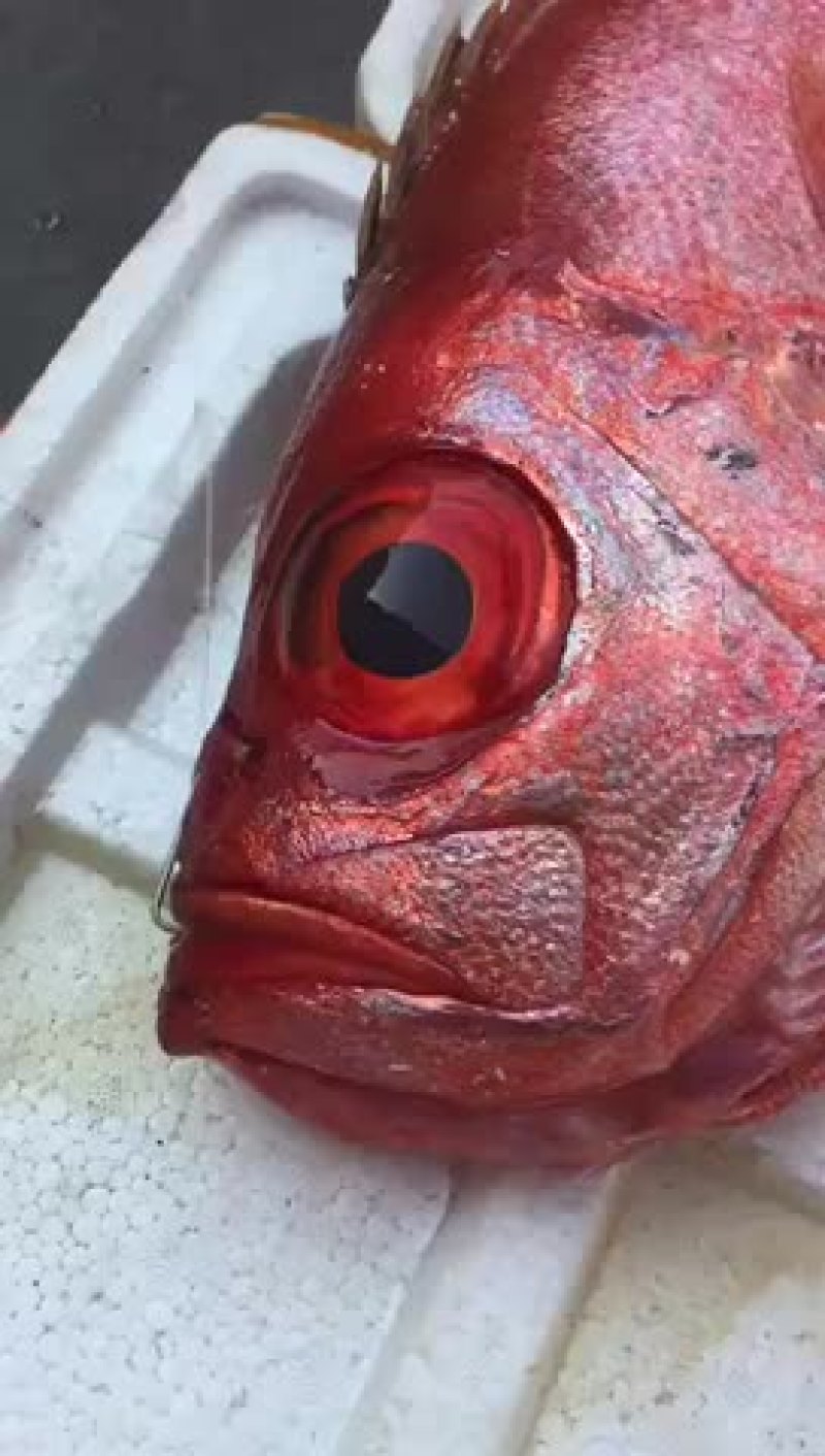 大量供应各种钓口深海鱼海鱼日料刺身食材