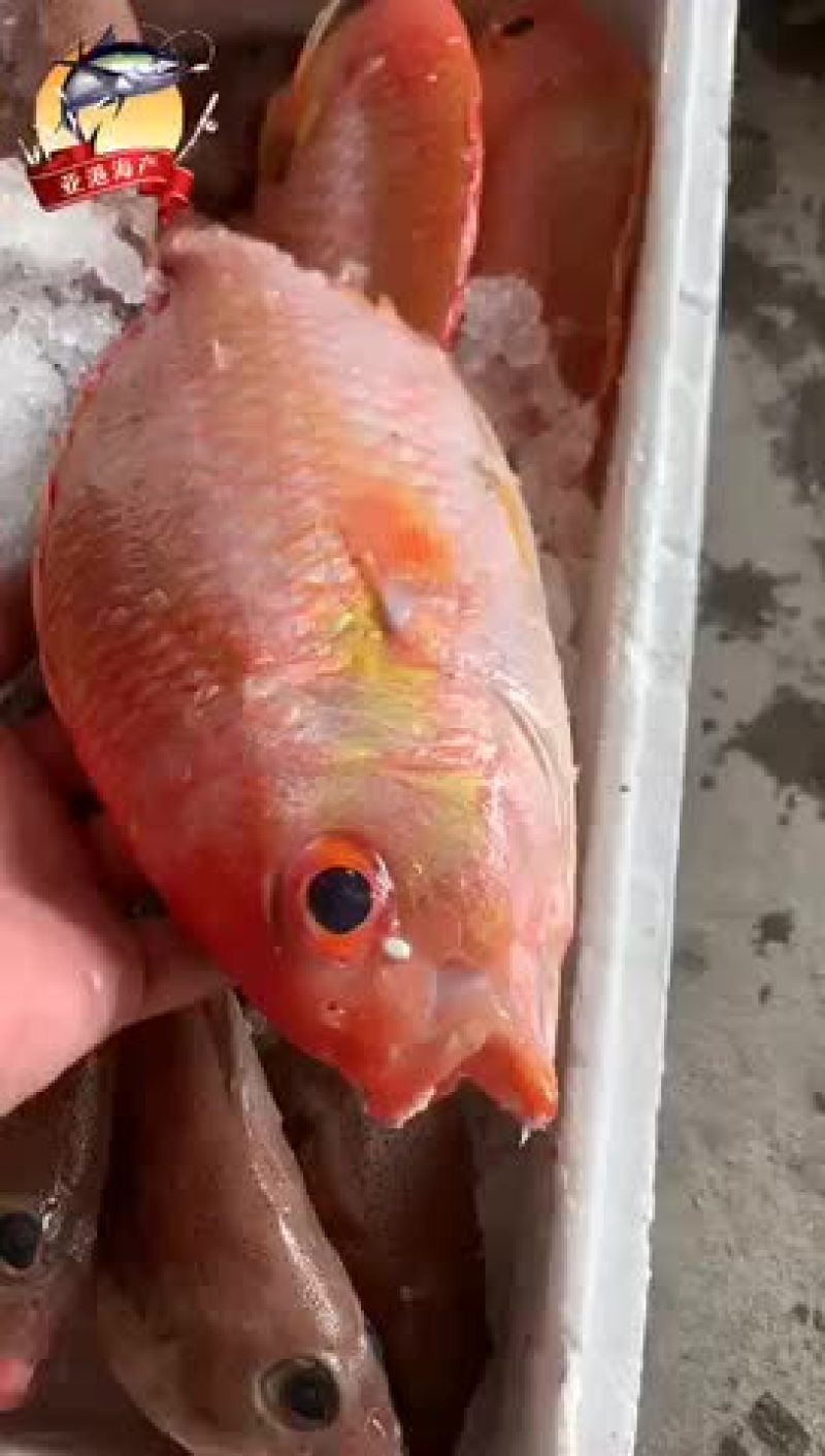 大量供应各种钓口深海鱼海鱼日料刺身食材