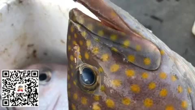 大量供应各种钓口深海鱼海鱼日料刺身食材