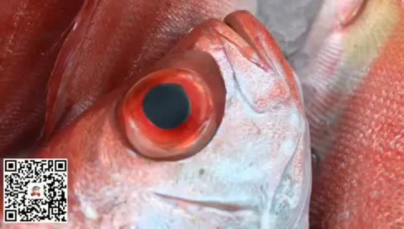 大量供应各种钓口深海鱼海鱼日料刺身食材