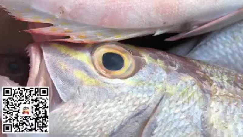 大量供应各种钓口深海鱼海鱼日料刺身食材