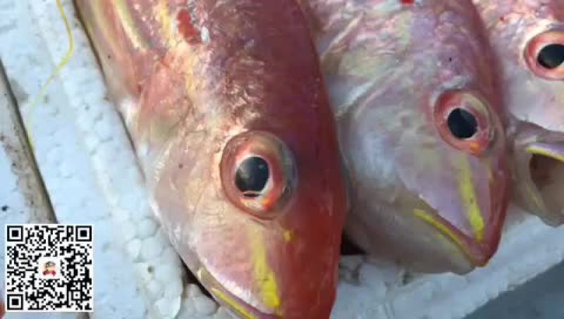 大量供应各种钓口深海鱼海鱼日料刺身食材