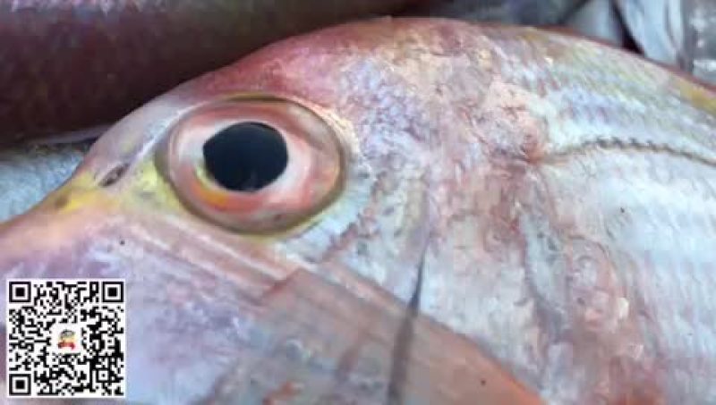 大量供应各种钓口深海鱼海鱼日料刺身食材
