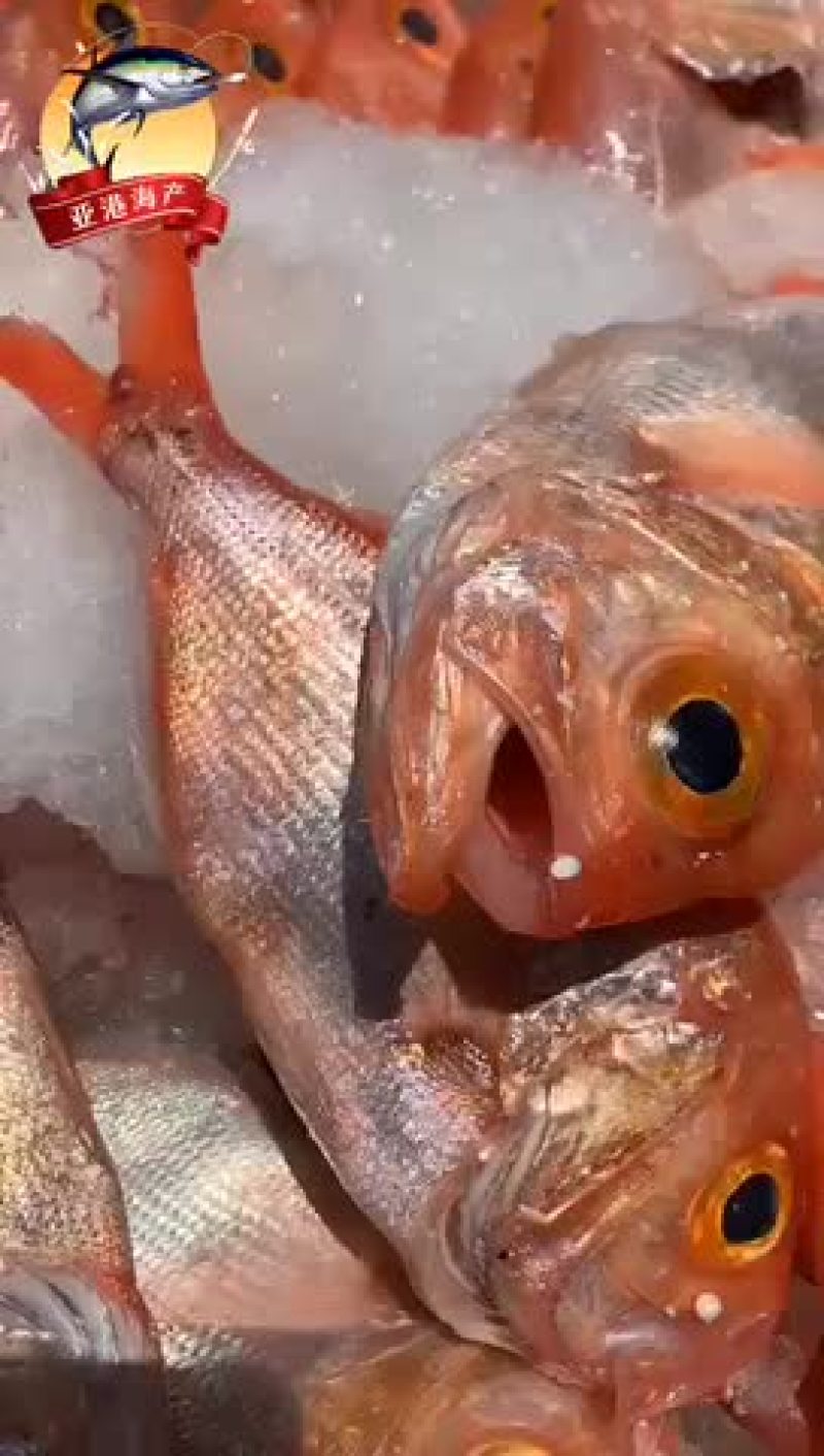 大量供应各种钓口深海鱼海鱼日料刺身食材