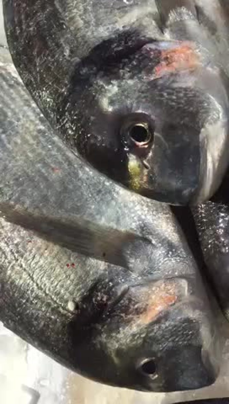 大量供应各种钓口深海鱼海鱼日料刺身食材