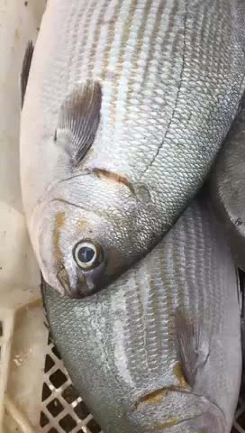 大量供应各种钓口深海鱼海鱼日料刺身食材