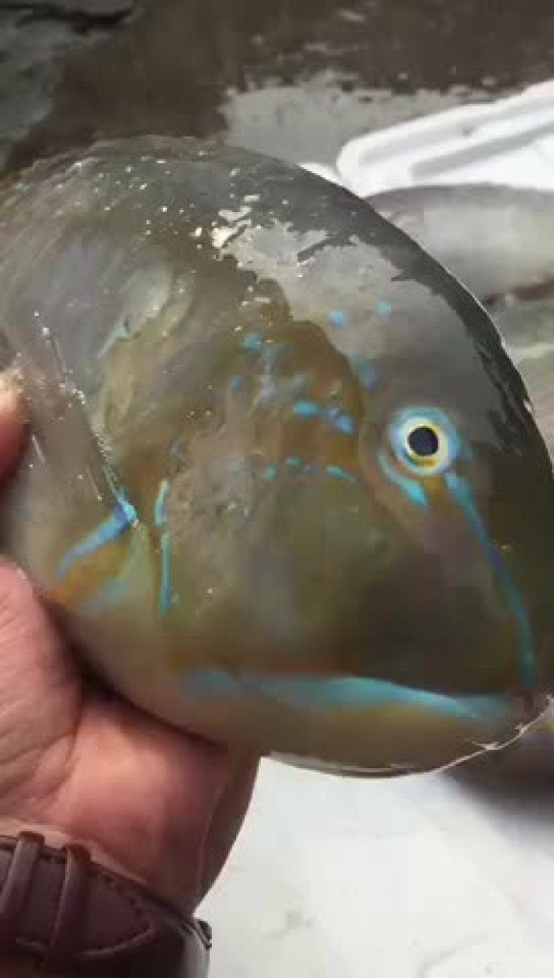 大量供应各种钓口深海鱼海鱼日料刺身食材