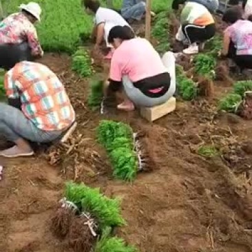 龙柏嫁接小苗