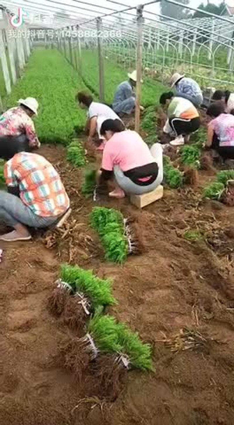 龙柏嫁接小苗