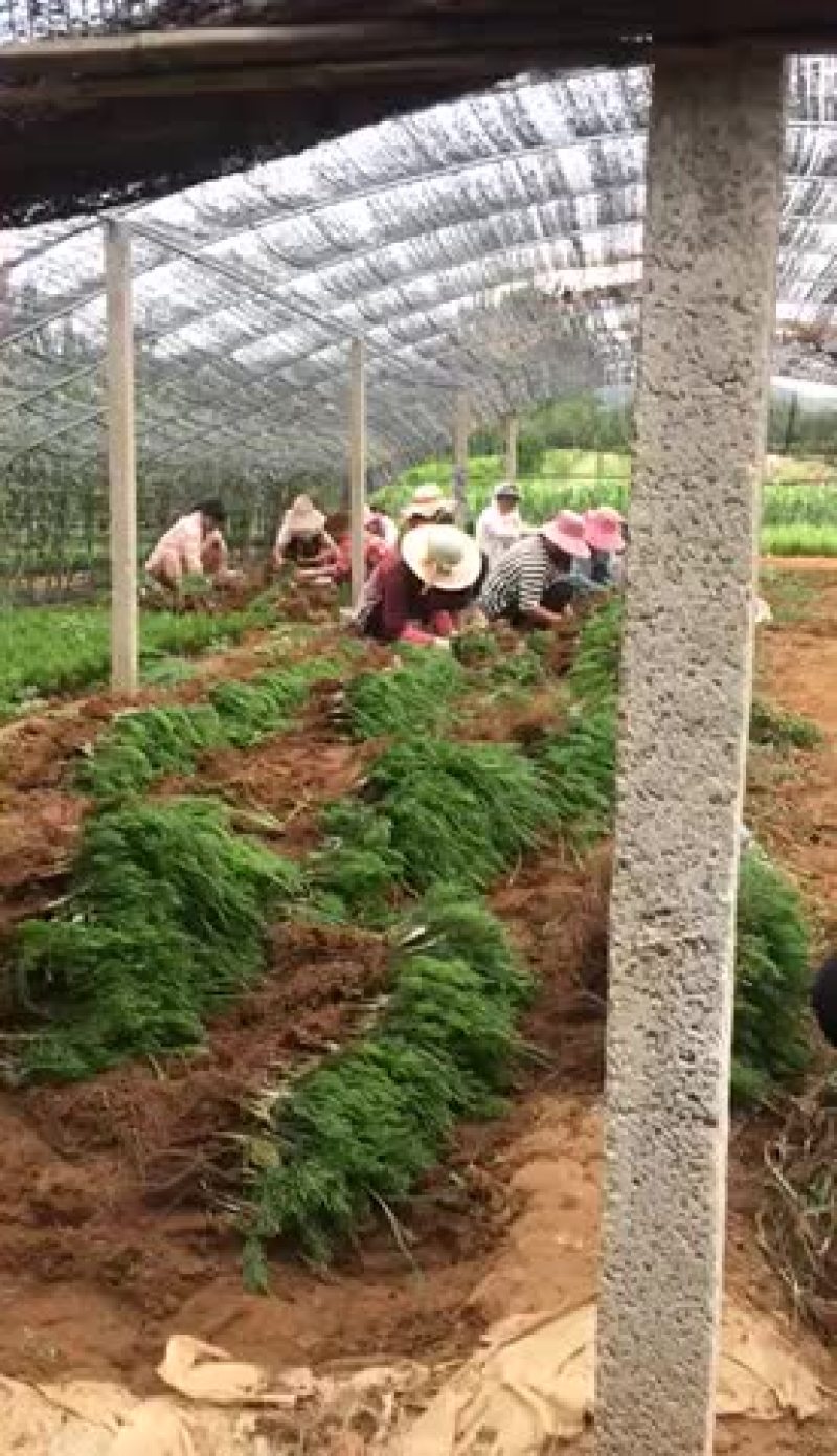 龙柏嫁接小苗