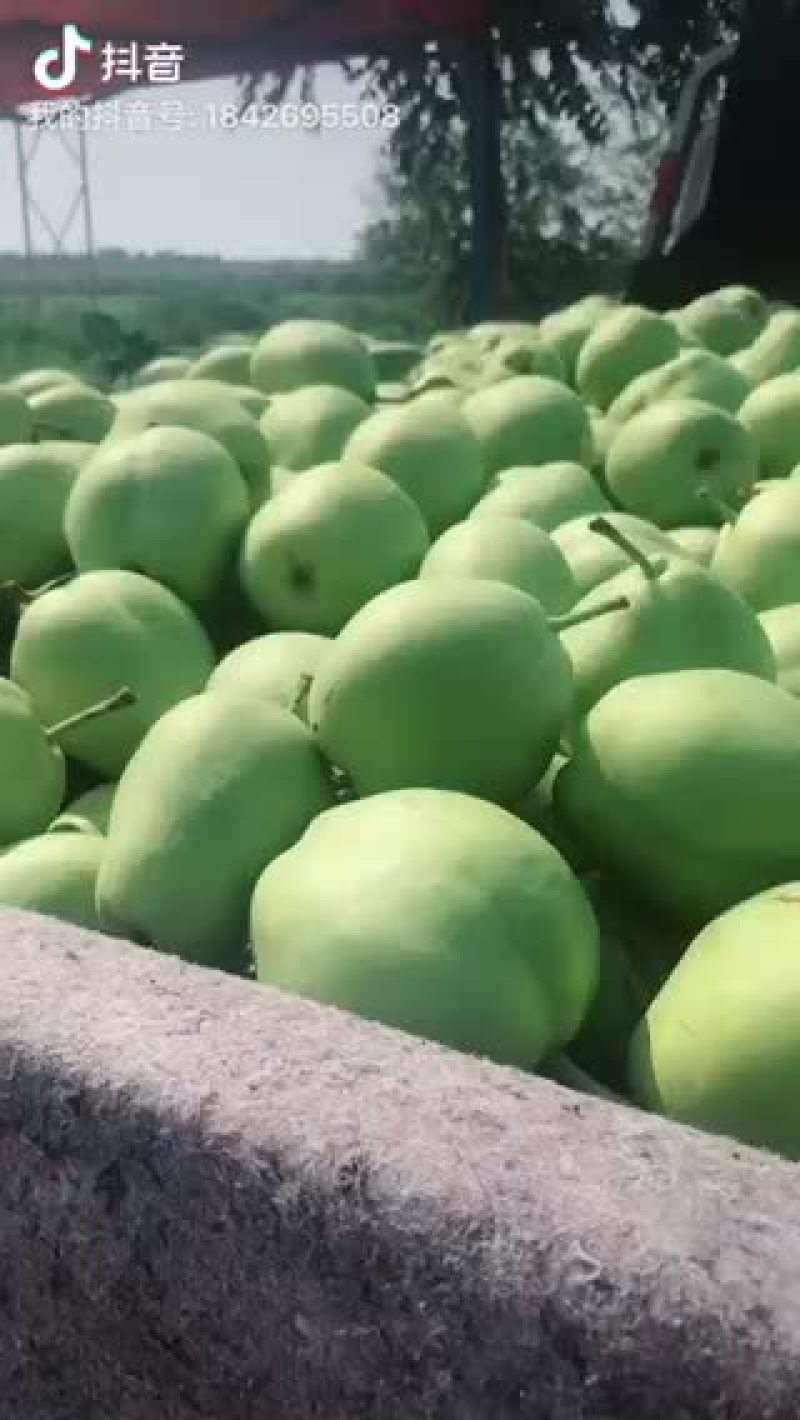 早酥梨