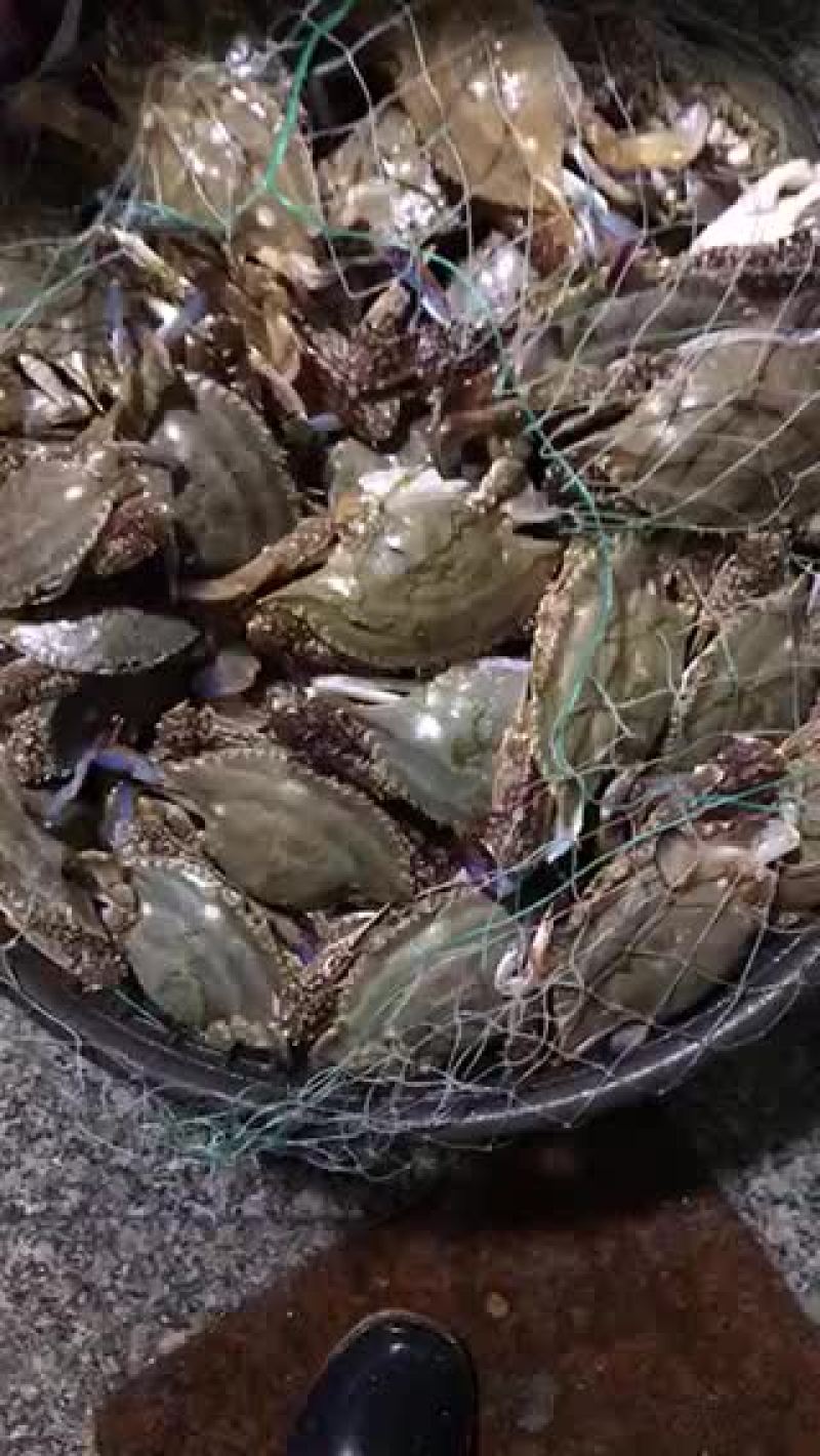 梭子蟹飞蟹蟹类小船货地笼货拉网货丝网货质量很肥肉质鲜美