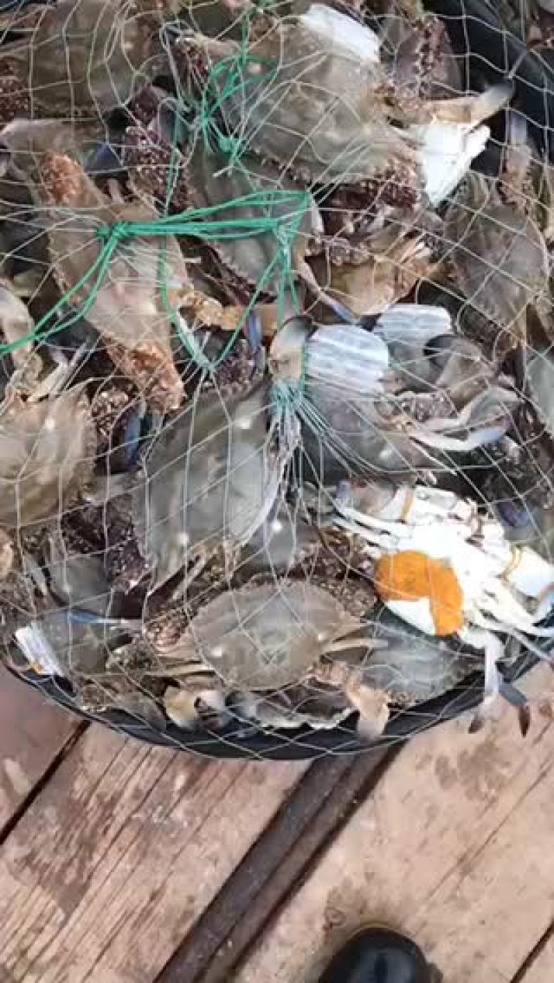 梭子蟹飞蟹蟹类小船货地笼货拉网货丝网货质量很肥肉质鲜美