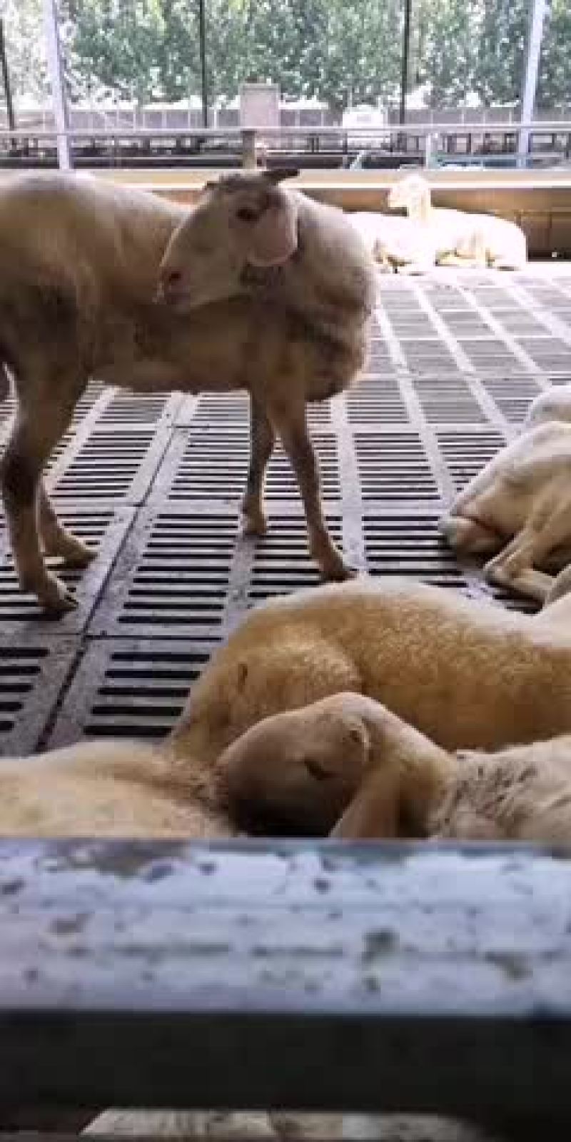出售肉羊小尾寒羊杜泊羊黑山羊白山羊种公
