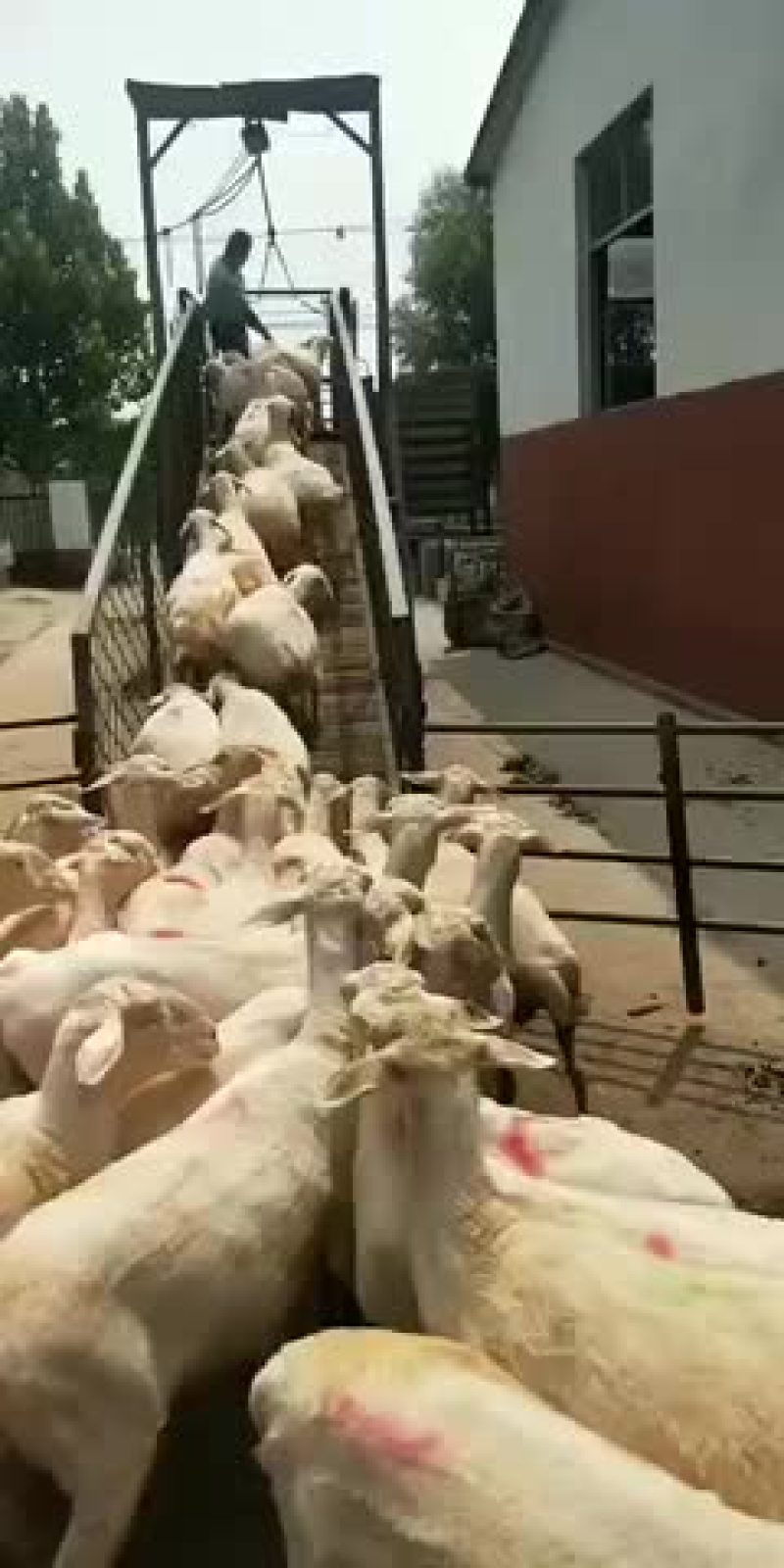 出售肉羊小尾寒羊杜泊羊黑山羊白山羊种公