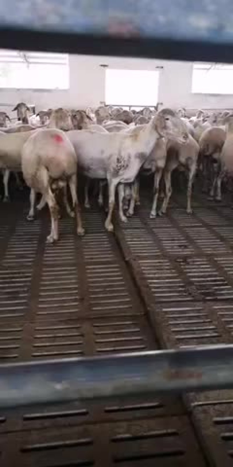 出售肉羊小尾寒羊杜泊羊黑山羊白山羊种公
