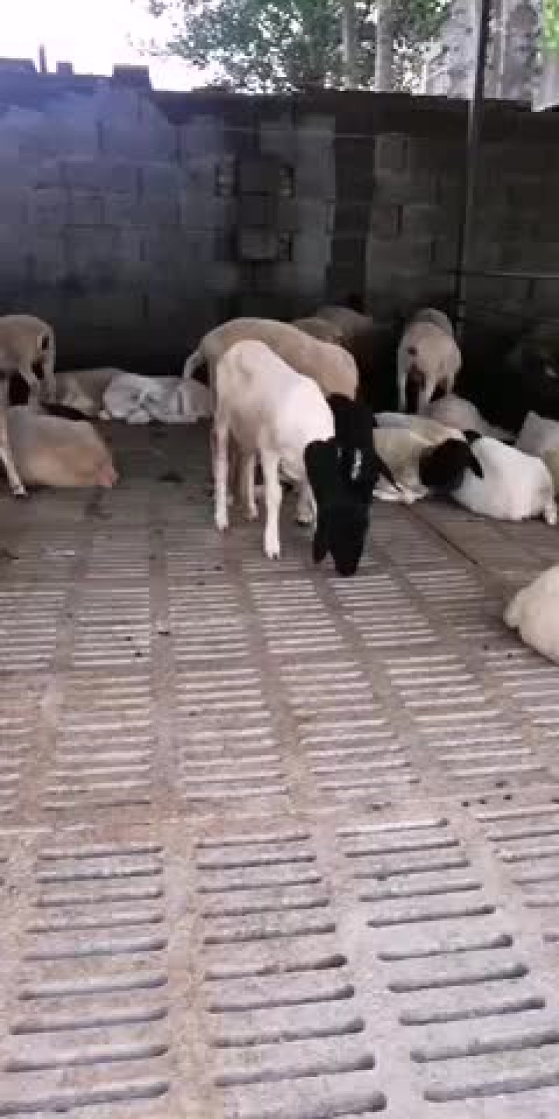 出售肉羊小尾寒羊杜泊羊黑山羊白山羊种公