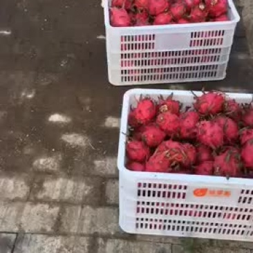 红心火龙果