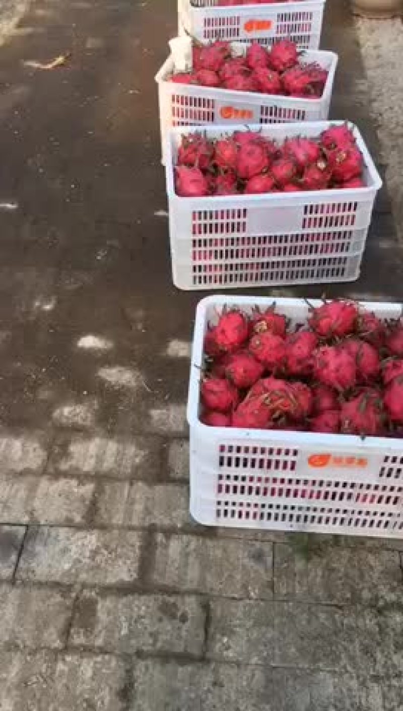 红心火龙果