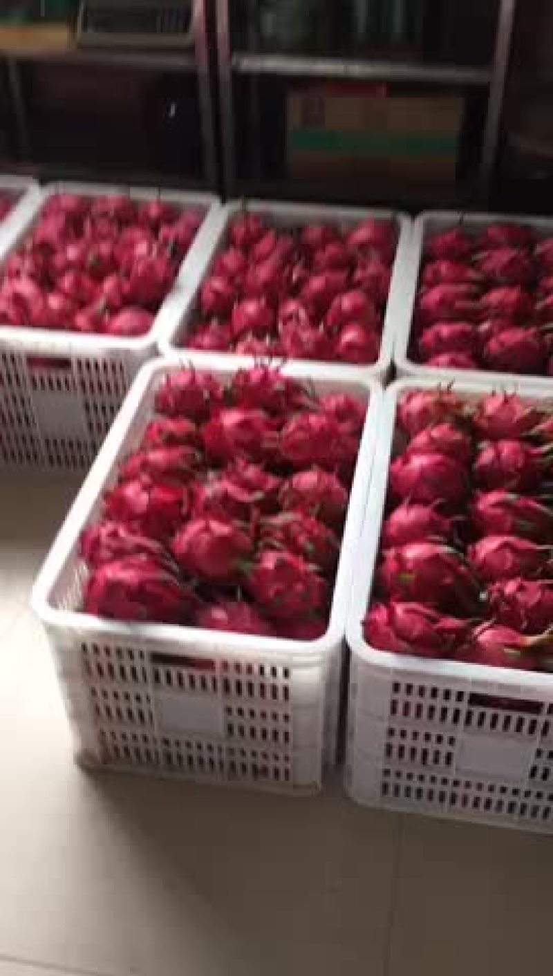 红心火龙果
