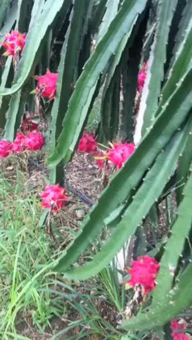 红心火龙果
