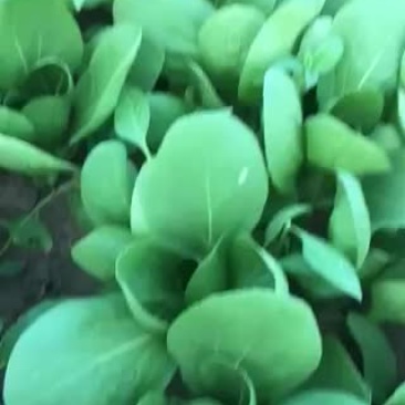 中小棵油菜