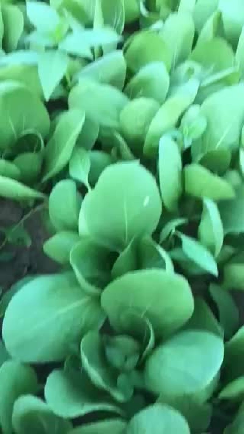 中小棵油菜