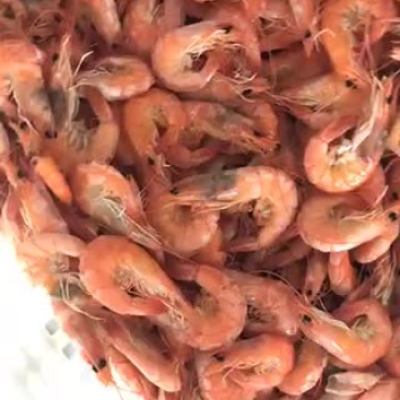 渤海湾特产无盐烤虾