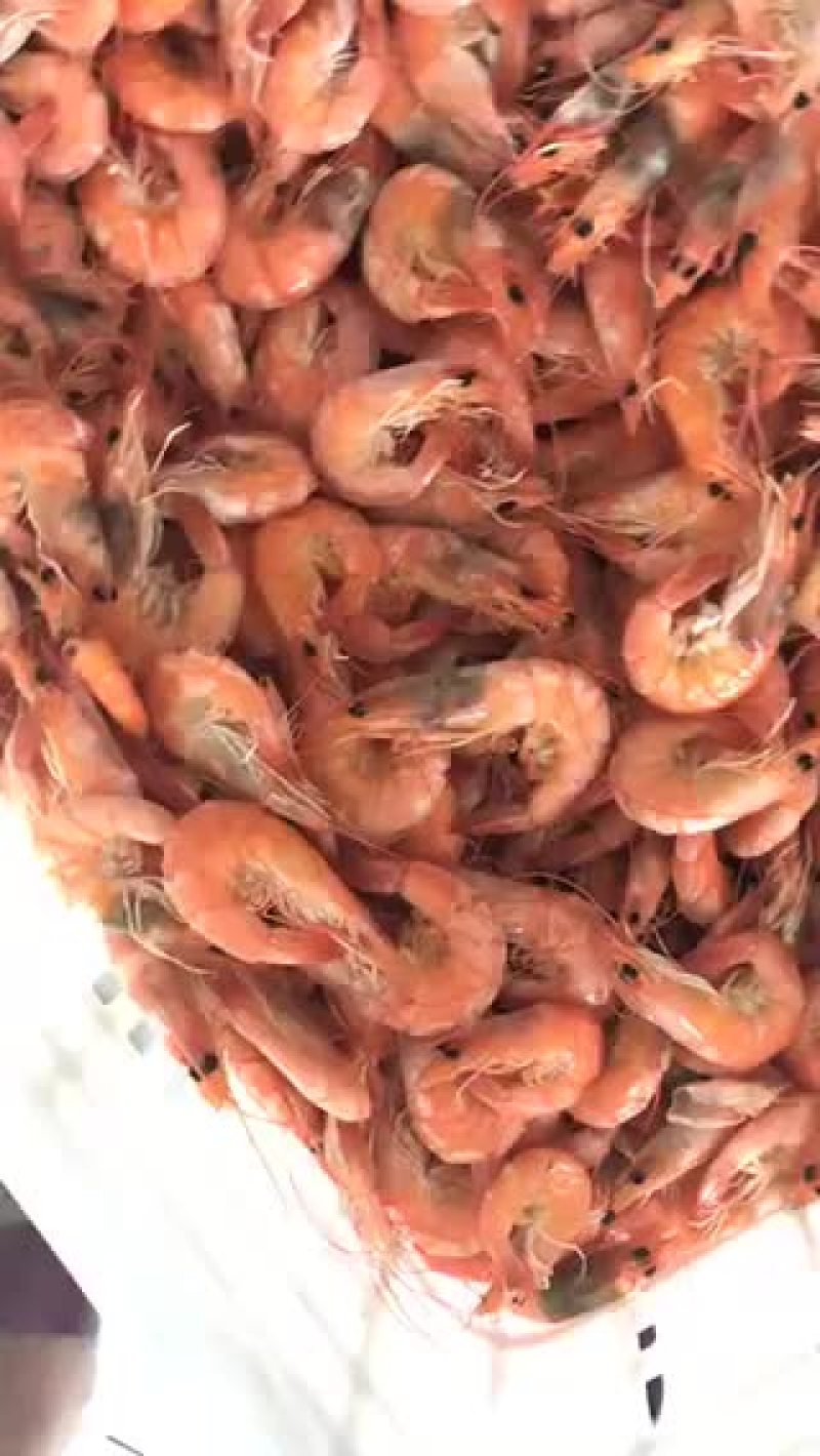 渤海湾特产无盐烤虾