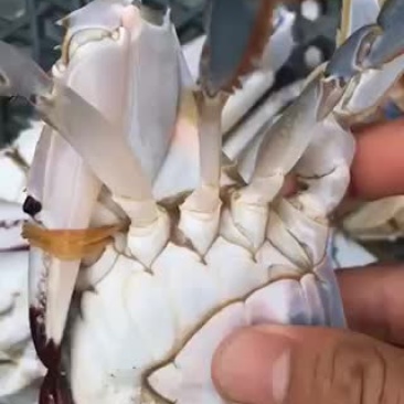 梭子蟹飞蟹蟹类小船货地笼货拉网货丝网货质量很肥肉质鲜美