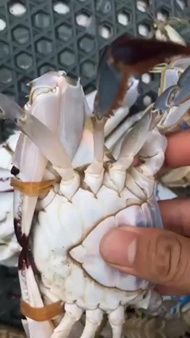 梭子蟹飞蟹蟹类小船货地笼货拉网货丝网货质量很肥肉质鲜美