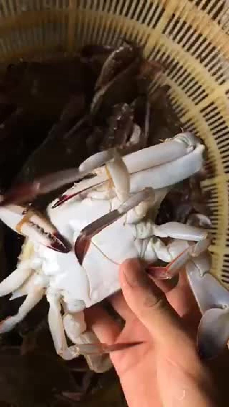 梭子蟹飞蟹蟹类小船货地笼货拉网货丝网货质量很肥肉质鲜美