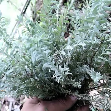 沙氏鹿茸草