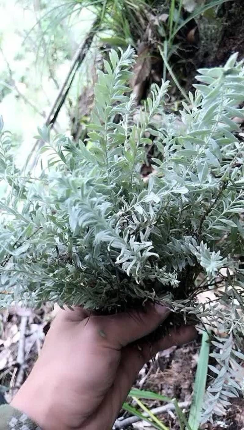 沙氏鹿茸草