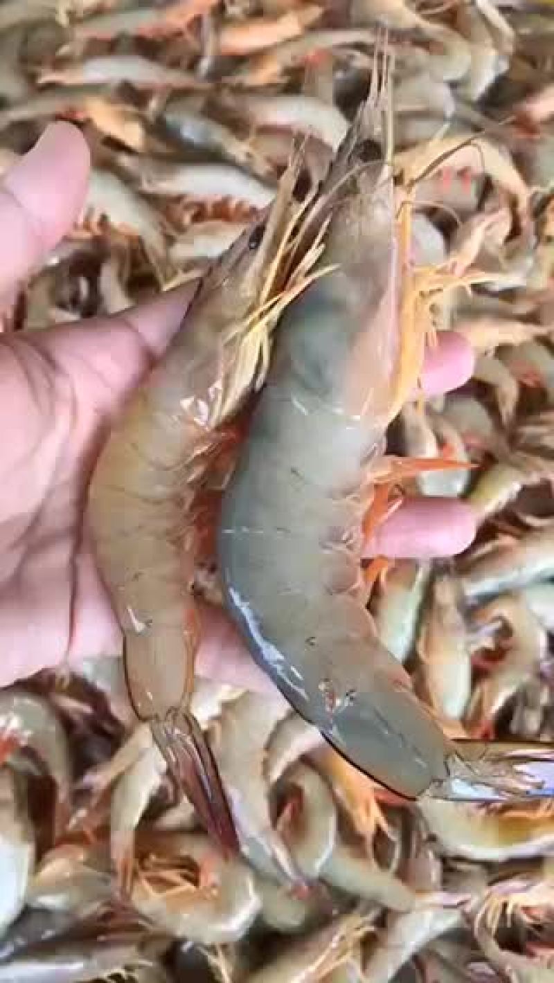 白虾、麻虾