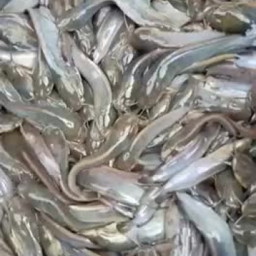 大量供应8至1厘米的本地塘鲺