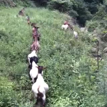 羊