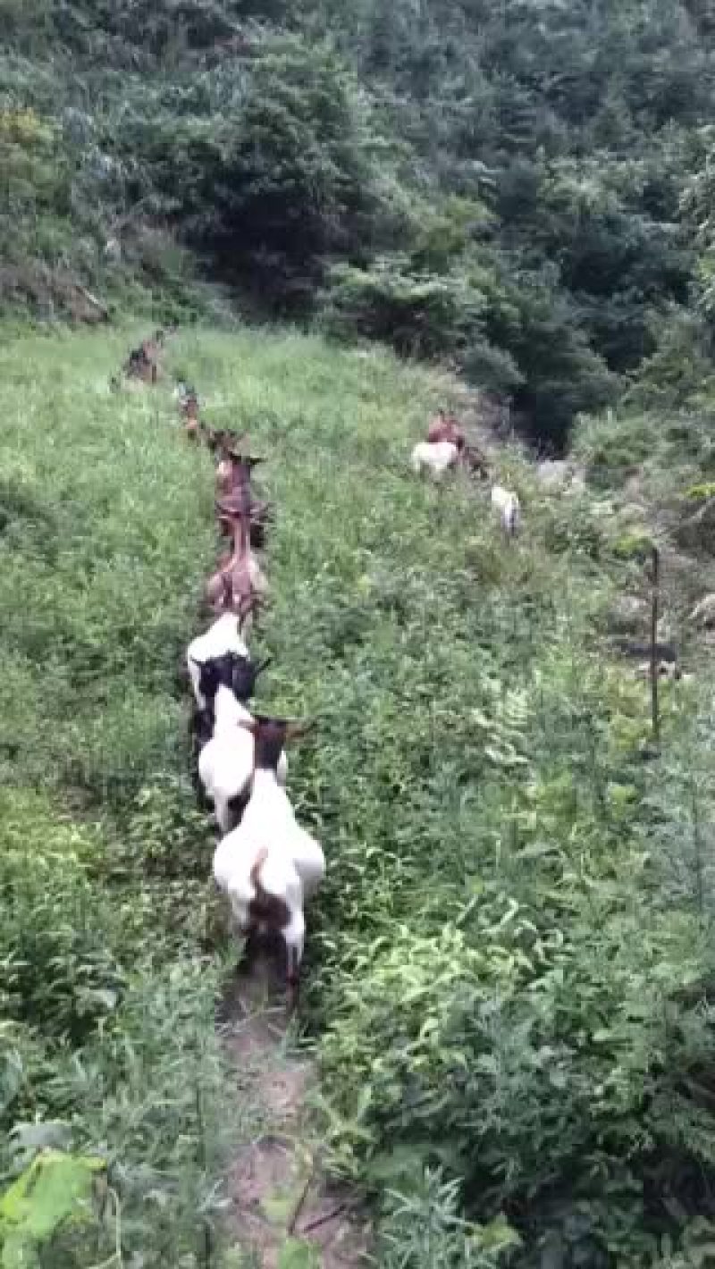 羊