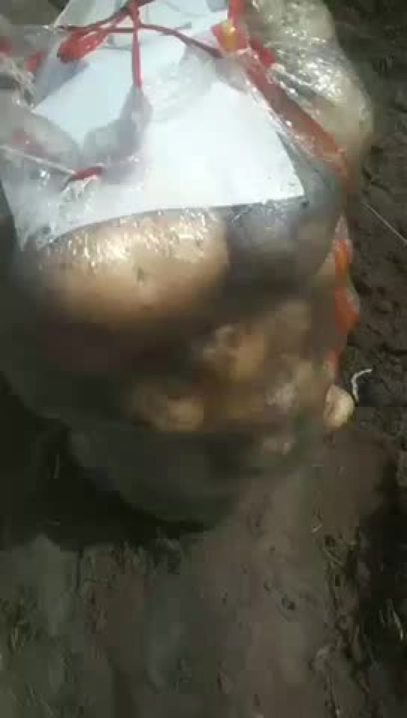 土豆