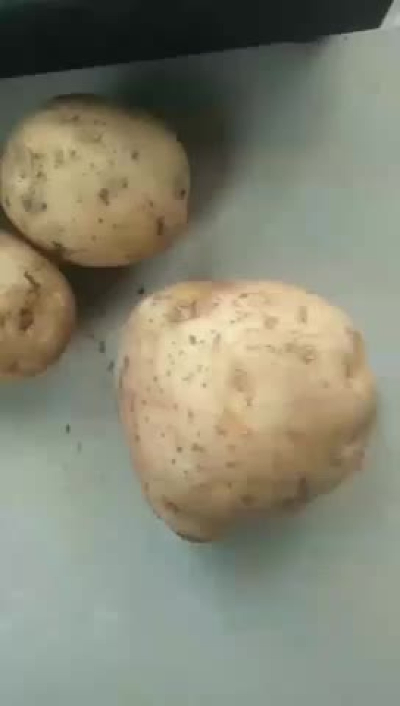 土豆
