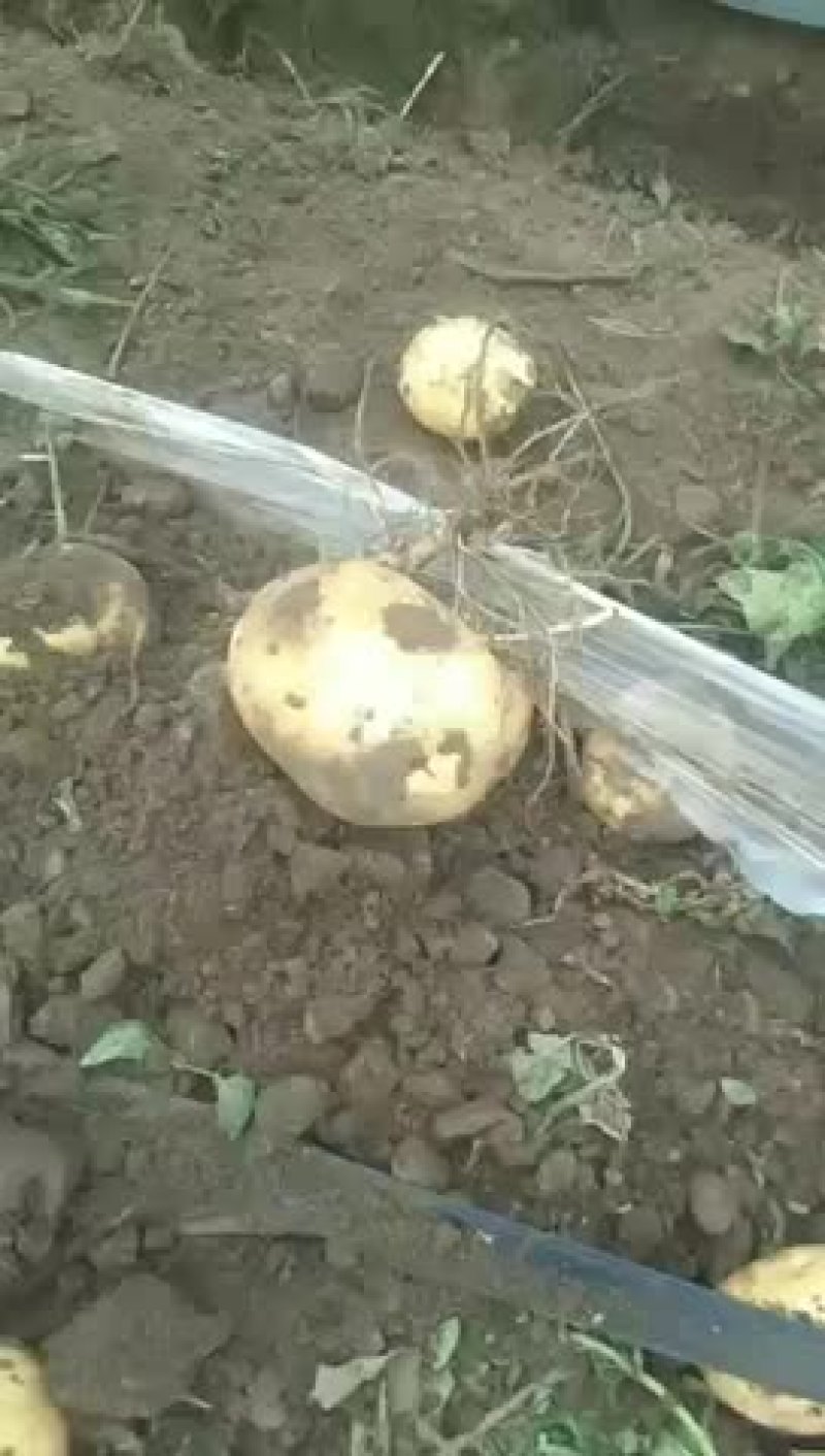 土豆