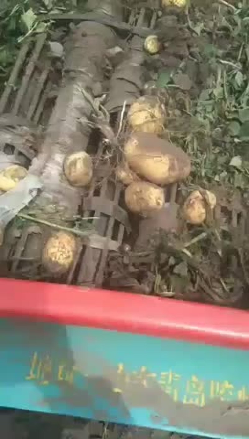 土豆