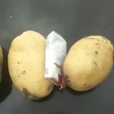 土豆