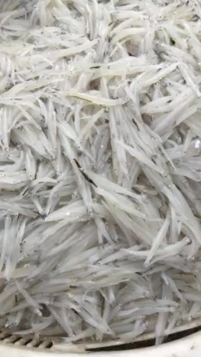 淡水银鱼有需要的联系质量保证，新鲜冻货各种规格