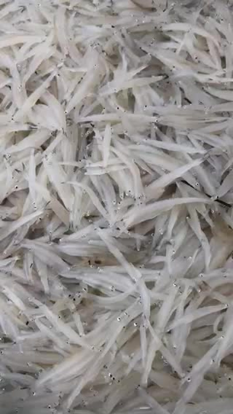 淡水银鱼有需要的联系质量保证，新鲜冻货各种规格