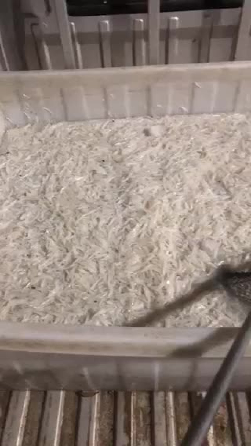 淡水银鱼有需要的联系质量保证，新鲜冻货各种规格