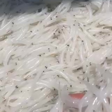 淡水银鱼有需要的联系质量保证，新鲜冻货各种规格